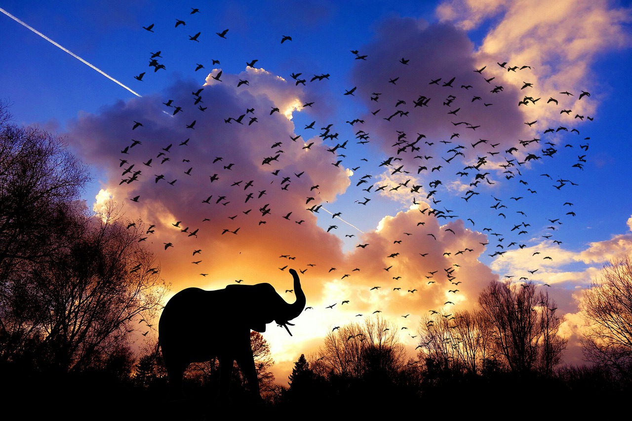 Elephant-sky-Daley-Muse.jpg