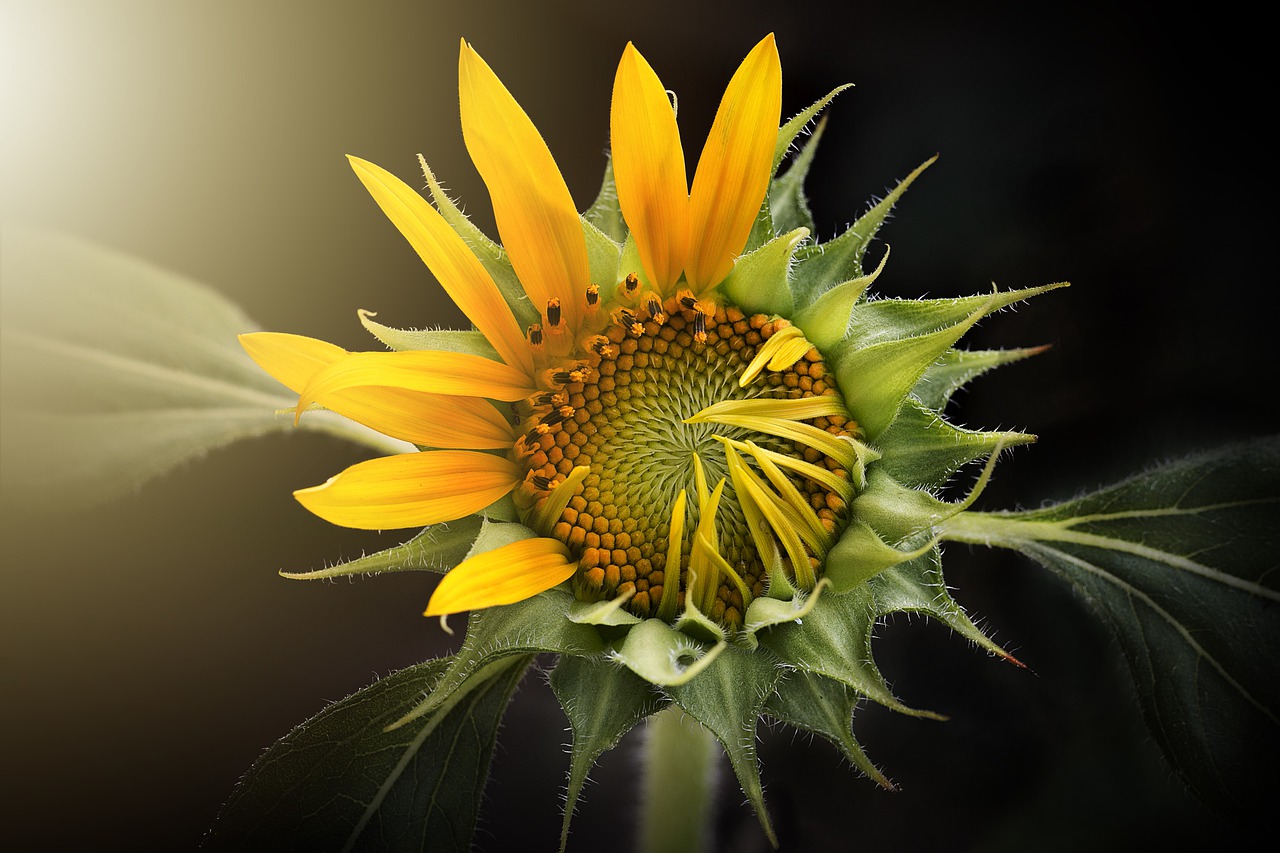 sunflower-opening-Daley-Muse.jpg